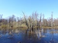 Old tree in flood field, Lithuania Royalty Free Stock Photo