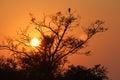 Africa - Sunrise - Zambia