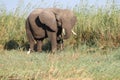 Zambezi river elephant Royalty Free Stock Photo