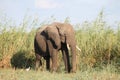 Zambezi river elephant Royalty Free Stock Photo