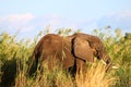 Zambezi river elephant Royalty Free Stock Photo