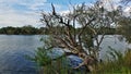 The Zambezi River in Zimbabwe flows quietly. The old tree bent Royalty Free Stock Photo