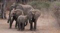 Zambia: Elephants running around in South Luangwa Nationalpark Royalty Free Stock Photo