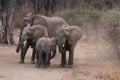 Zambia: Elephants running around in South Luangwa Nationalpark Royalty Free Stock Photo