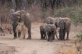 Zambia: Elephants walking through the bush at Lower Zambesi-River Royalty Free Stock Photo