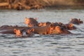 Zambia: Hippos in the lower Zambesi River taking a bath
