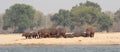 Zambia: Hippos standing and lying on a sandbank in Lower Zambesi River