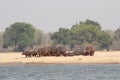 Zambia: Hippos standing and lying on a sandbank at Zambesi river