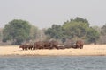 Zambia: Hippos standing and lying on a sandbank