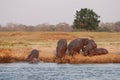 Zambia: Hippos walking towards South Luangwa River