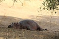 Zambia: A lazy Hippo lying in the shadow of a tree near Zambesi River Royalty Free Stock Photo