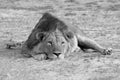 Zambia: Lioness is lying on the sand and relaxing at South Luangwa | LÃÂ¶win liegt im Sand am Faulenzen am Ufer des Unteren Sambesi