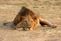 Zambia: Lioness is lying on the sand and relaxing