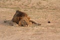 Zambia: Lioness relaxing in the warm sand at the South Luangwa