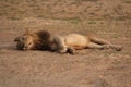 Zambia: Lioness relaxing in the warm sand at the South Luangwa R