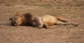 Zambia: Lioness relaxing in the warm sand at the South Luangwa River