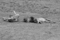 Zambia: Lions relaxing and roling in the sand at South Luangwa Royalty Free Stock Photo