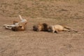 Zambia: Lions relaxing and roling in the sand at South Luangwa