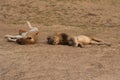 Zambia: Lions relaxing and roling in the sand at South Luangwa