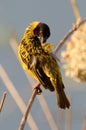 Zambia: Male Weaver Bird cleaning his yellow-black feders Royalty Free Stock Photo