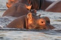 Zambia: Hippo Head looking out of the lower Zambesi River Royalty Free Stock Photo