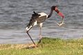 Zambia: Saddle-billed Stork feeding reptil Royalty Free Stock Photo