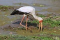 Zambia: stork feeding Bangweulu swamps