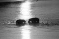 Zambia: Two Hippos meet each other at Zambesi River Royalty Free Stock Photo