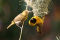 Zambia: Weaver couple building the nest togheter