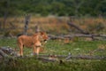 Zambia wildlife. Young male lion, widlife. Big cat in Africa. African lion in the grass. Traveling in africas. Short lion mane Royalty Free Stock Photo