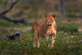 Zambia wildlife. Young male lion, widlife. Big cat in Africa. African lion in the grass. Traveling in africas. Short lion mane Royalty Free Stock Photo