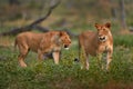 Zambia wildlife. Young male lion, widlife. Big cat in Africa. African lion in the grass. Traveling in africas. Short lion mane Royalty Free Stock Photo