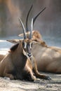 Zambian Sable Antelope Royalty Free Stock Photo