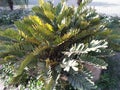 ZAMIA FURFURACEA /CARD BOARD PALM TREE