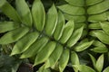 Zamia skinneri plant Royalty Free Stock Photo