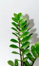 Zamioculcas branch in flowerpot on gray Royalty Free Stock Photo