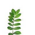 Zamioculcas branch with green leaves against white background Royalty Free Stock Photo