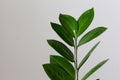 Zamioculcas branch with green leaves on the grey background Royalty Free Stock Photo