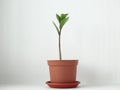 Zamioculcas , dollar tree Royalty Free Stock Photo