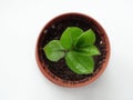 Zamioculcas , dollar tree Royalty Free Stock Photo