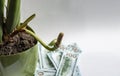 Zamioculcas dollar tree flowers. Indoor plant in a green pot. In the background are dollars. Selective focus. ÃÂ¡opy space. Royalty Free Stock Photo