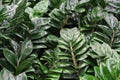 Zamioculcas dollar tree, Zamioculcas, shiny green leaves, vegetable background Royalty Free Stock Photo