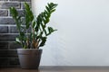 Zamioculcas growing in flower pot Royalty Free Stock Photo