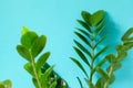 Zamioculcas home plant on blue background. Home plant with green leaves. Concept of home gardening