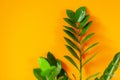 Zamioculcas home plant on orange background. Concept of home gardening