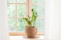 Zamioculcas home plant in straw pot stands on a windowsill. Home plants on the windowsill. concept of home gardening. Zamioculcas Royalty Free Stock Photo