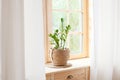 Zamioculcas home plant in straw pot stands on windowsill. Home plants on the windowsill. concept of home gardening. Zamioculcas in Royalty Free Stock Photo