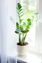 Zamioculcas home plant on the windowsill. Concept of home gardening