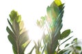 Zamioculcas houseplant leaves in summer sunshine. A dollar tree that brings luck. A natural green background. A concept of home