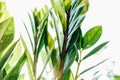 Zamioculcas houseplant leaves in summer sunshine. A dollar tree that brings luck. A natural green background. A concept of home